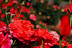 Roses and a bee.