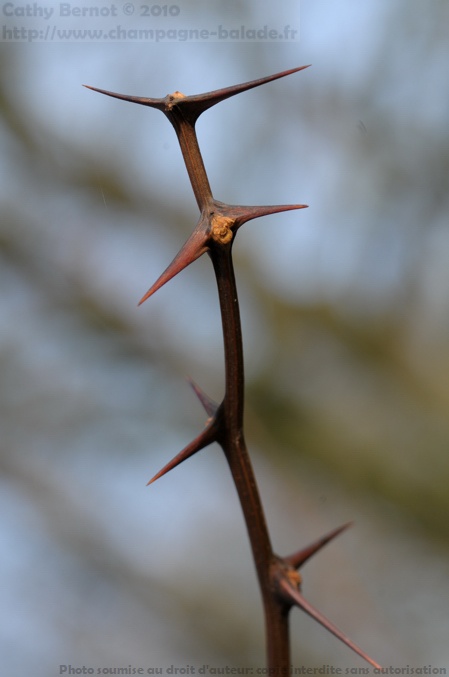 Pousse d'acacia, branche épineuse ou sculpture arts premiers?