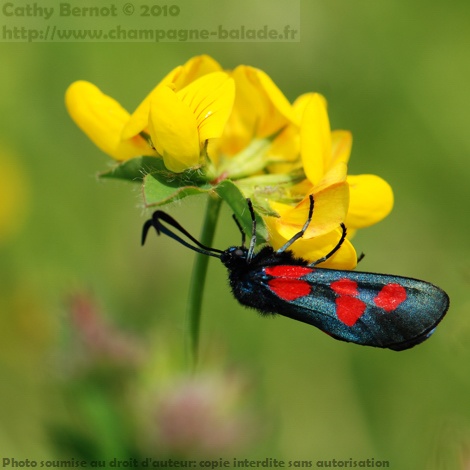 Zygene du trefle (zygaena trifolii) noire à points rouges sur fleur jaune de lotier