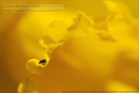 Photo de jonquille abstraite et coléoptère insecte noir 2009
