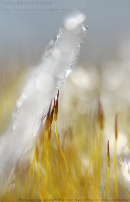 photo macro d'hiver: mousse et neige photo macro d'hiver: mousse et neige