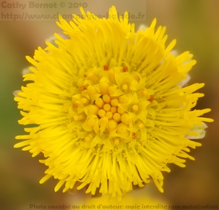 Tussilage pas de l'âne: fleur jaune pissenlit Tussilage pas de l'âne: fleur jaune pissenlit