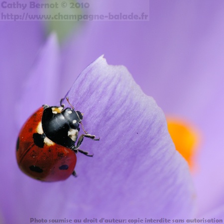 Photo fleur et insecte, biodiversité au jardin: coccinelle et crocus Photo fleur et insecte, biodiversité au jardin: coccinelle et crocus