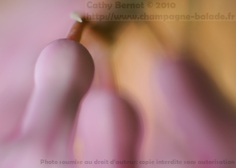 Photo art fleur rose de jacinthe, bokeh aquarelle