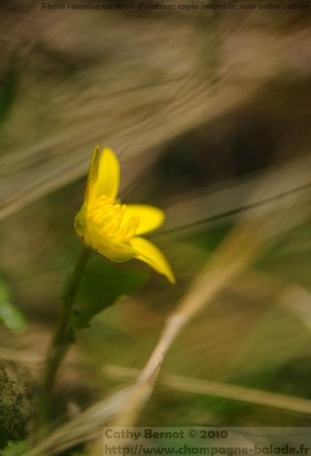 Petite fleur de printemps: la ficaire fausse renoncule