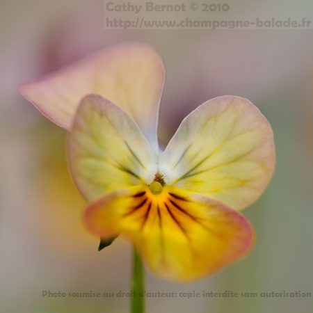 Pensée à petites fleurs romantique