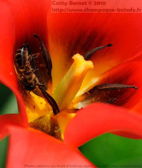Photo d'abeille au coeur d'une tulipe rouge
