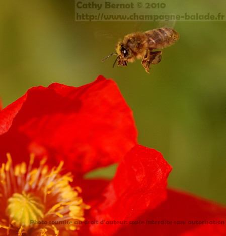 Photo abeille en vol sur fleur de coquelicot