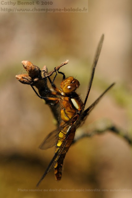 Photo de libellule déprimée macrophotographie