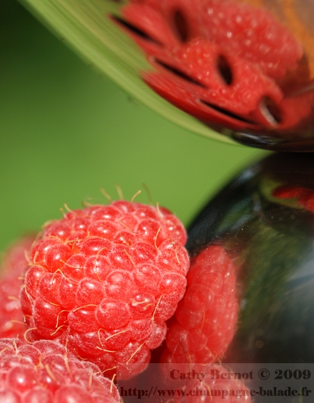 photo-framboise-fruit-rouge-confiture-gelee-cueillette-jardin