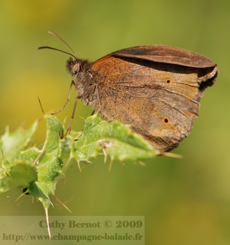 photo-vieux-papillon-ailes-abimees-satyre-tristan-chardon