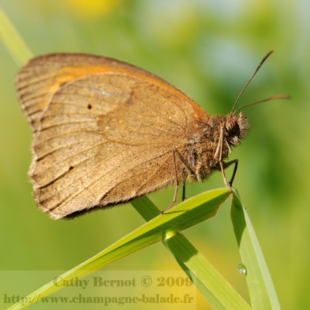photo-papillon-marron-satyre-myrtil-lepidoptere