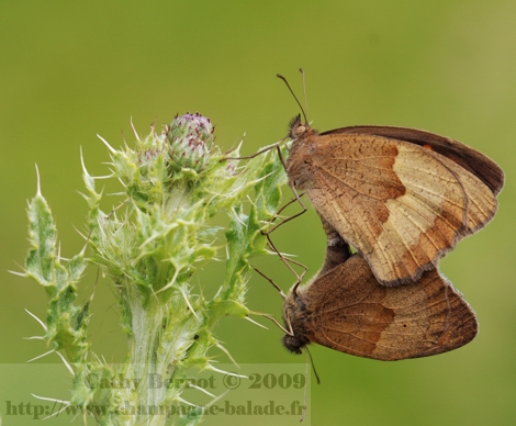 photo-papillon-lepidoptere-satyre-accouplement-chardon