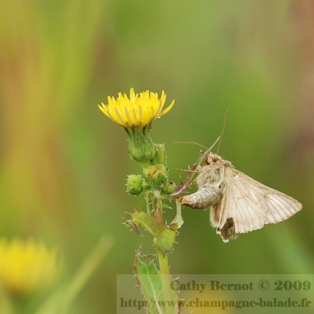 photo-papillon-fleur-jaune-ponte-pondre-oeuf