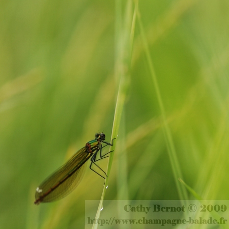 calopteryx-photo-insecte-libellule-bleue-metallique-odonate