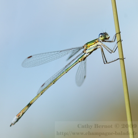 photo libellule demoiselle odonate: leste (macrophotographie insecte) photo libellule demoiselle odonate: leste vert (macrophotographie insecte)