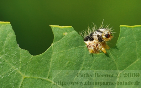 Macrophotographie: une chenille qui mange les feuilles de capucine au jardin Macrophotographie: une chenille qui mange les feuilles de capucine au jardin