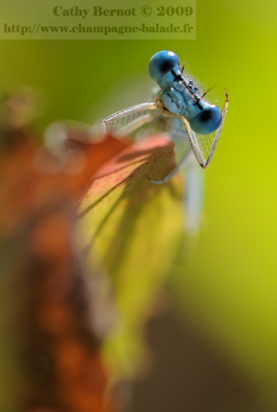 Macro odonate: un agrion sur feuille de pissenlit: la toilette Macro odonate: un agrion sur feuille de pissenlit: la toilette