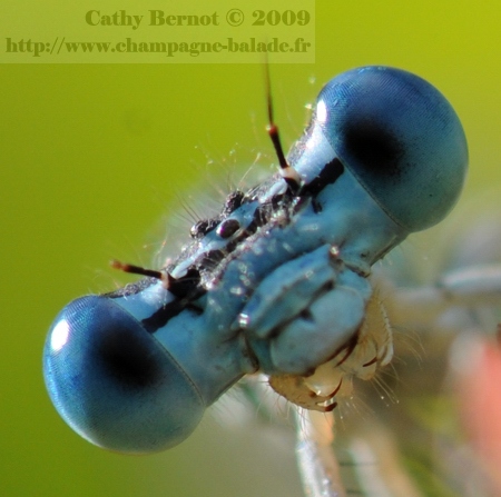 Macro demoiselle: gros plan sur les yeux bleus d'un agrion sur feuille de pissenlit - recadrage Macro demoiselle: gros plan sur les yeux bleus d'un agrion sur feuille de pissenlit - recadrage