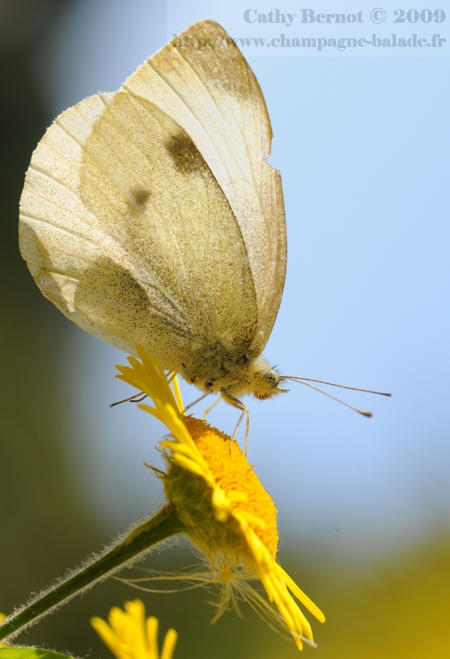 Photo de papillon blanc piéride à contrejour, ciel et contreplongée - Macrophotographie de lépidoptère Photo de papillon blanc piéride à contrejour, ciel et contreplongée - Macrophotographie de lépidoptère