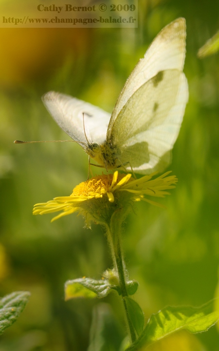 Photo de papillon blanc piéride à contrejour en bord d'étang, fleur jaune d'inule des marais - Macrophotographie de lépidoptère Photo de papillon blanc piéride à contrejour en bord d'étang, fleur jaune d'inule des marais - Macrophotographie de lépidoptère