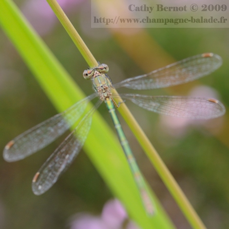 Demoiselle dans les bruyères des tourbières Photo leste verdoyant (lestes virens ou vestalis)