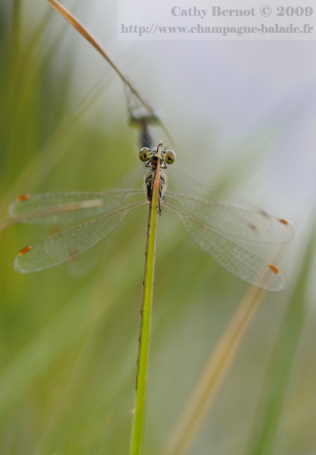 Accouplement libellule: Photo leste verdoyant (lestes virens ou vestalis)