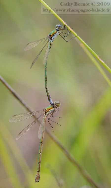 Coeur copulatoire libellule: Photo leste verdoyant (lestes virens ou vestalis)