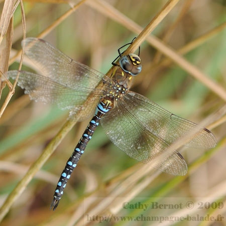 Photo macro libellule bleue: une aeschne mixte (aeshna mixta) Photo macro libellule bleue: une aeschne mixte (aeshna mixta)