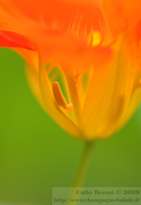Vue à travers une fleur de Capucine-gros plan macrophotographie