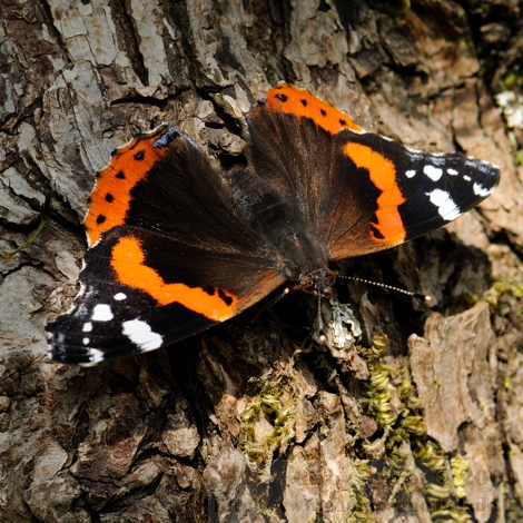 Papillon noir et orange au soleil: le vulcain (photo macro lépidoptère)