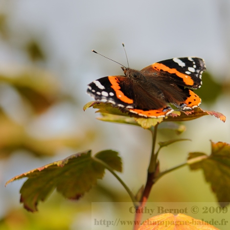 Papillon noir et orange au soleil: le vulcain (photo macro lépidoptère)