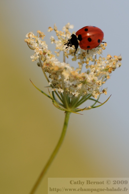 Une coccinelle à sept points Coccinella septempunctata sur une fleur blanche de carotte sauvage