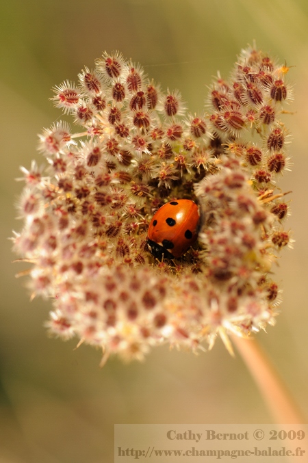 Photo de coccinelle à l'ombre: utiliser un réflecteur en macrophotographie