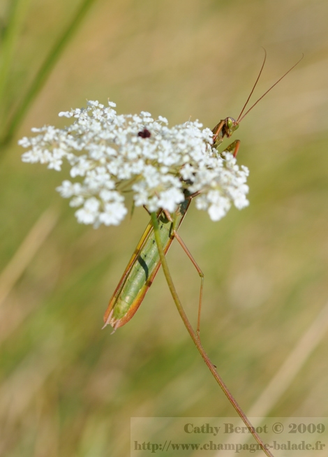 Mante religieuse macrophotographie fleur et insecte
