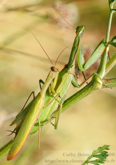 Mante religieuse male et femelle - accouplement insectes en champagne-ardenne