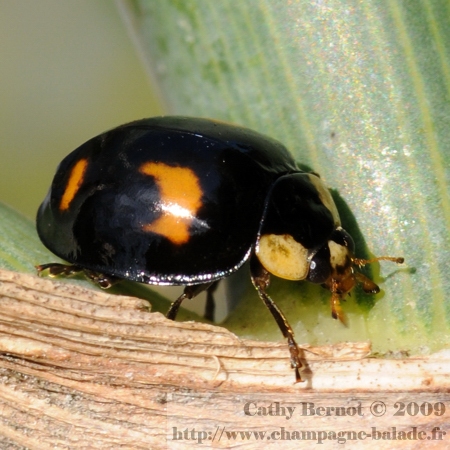 Coccinelle asiatique (harmonia axyridis) d'octobre: couleur noire à points oranges