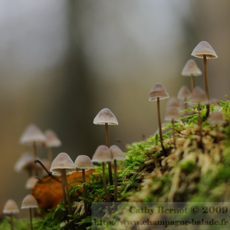 Une forêt de petits champignons sur la mousse d'une souche d'arbre en sous-bois