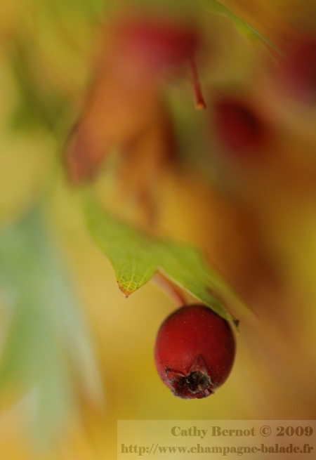 Baie et fruit rouge d'automne: l'aubépine, photo en haie haie naturelle