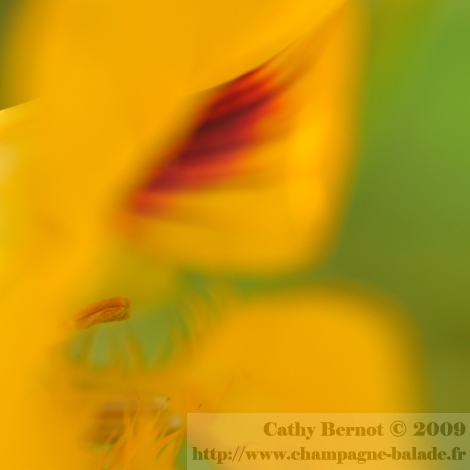 Photo de coeur de fleur de capucine macrophotographie aabstraction