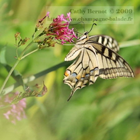 Macrophotographie papillon machaon: grand papillon crème
