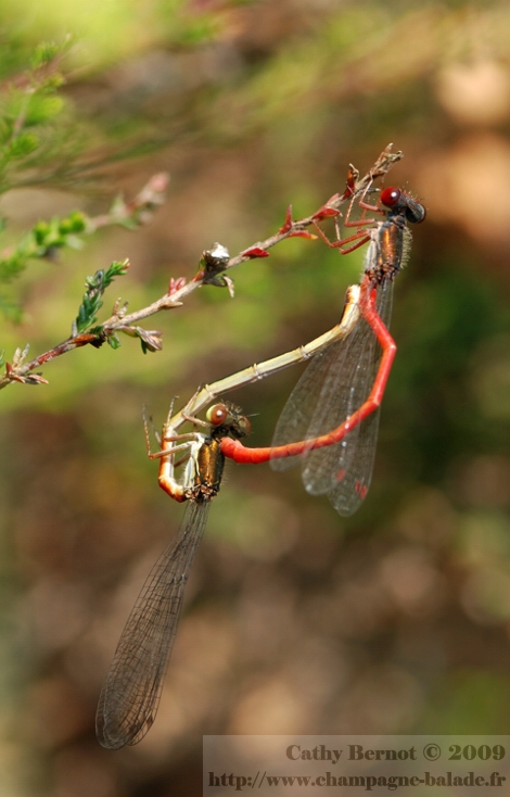 Coeur copulatoire d'agrion délicat sur bruyère