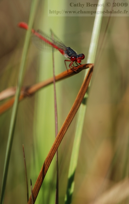 Agrion délicat ou ceriagrion tenellum: portrait photo d'une petite libellule rouge