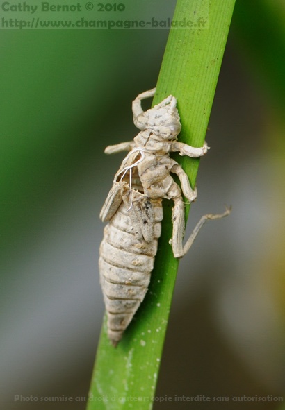Une exuvie de libellule sur un iris des marais