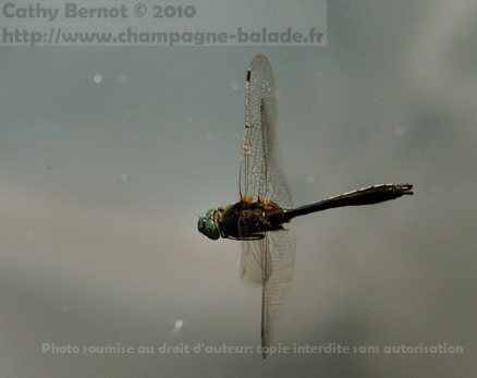 Cordulie bronzée en vol sur l'étang