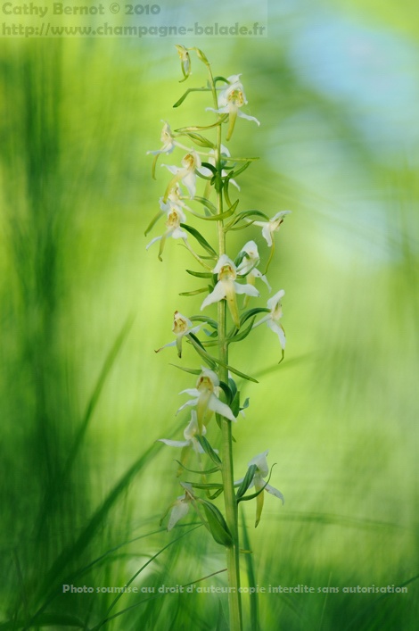 orchidée orchis verdatre platanthera chloranta orchidée orchis verdatre platanthera chloranta