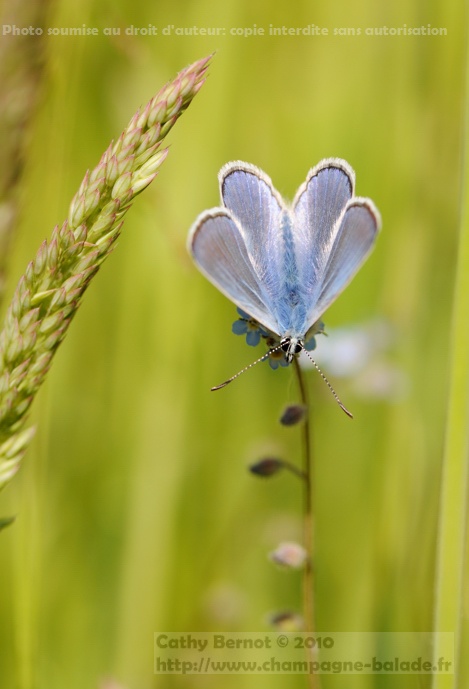 Un petit papillon bleu azuré sur fleur de myosotis bleu Un petit papillon bleu azuré sur fleur de myosotis bleu