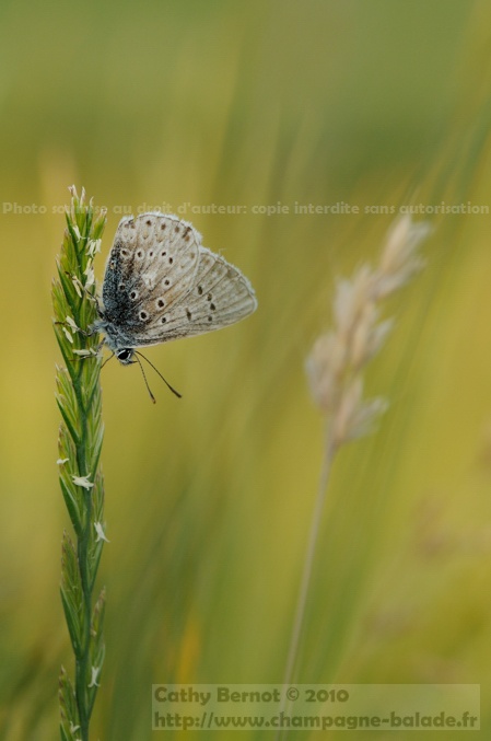 Le rêve du papillon bleu papillon azuré bleu sur graminée macro