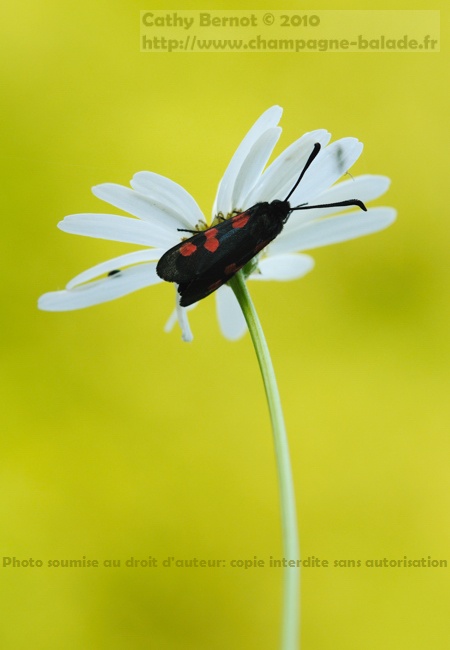 Le sommeil de la zygène papillon zygène noir points rouges macro