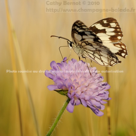 Papillon demi-deuil sur fleur mauve de scabieuse